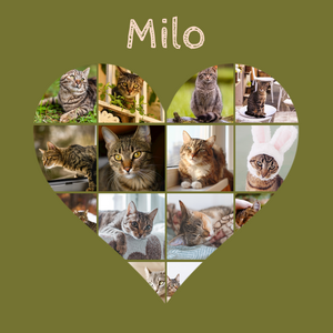 Collage cœur chat avec photos – personnalisez avec nom ou texte