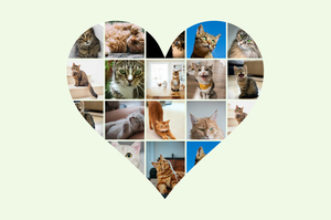 Collage cœur chat avec photos – personnalisez avec nom ou texte