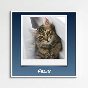 Collage photo Polaroid de votre chat - créez et personnalisez avec nom et texte
