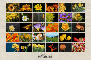Créez votre collage de fleurs personnalisé avec texte Créez votre collage de fleurs personnalisé avec texte