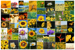 Affiche Collage 61 Photos Fleurs - Créatif et Moderne Affiche Collage 61 Photos Fleurs - Créatif et Moderne
